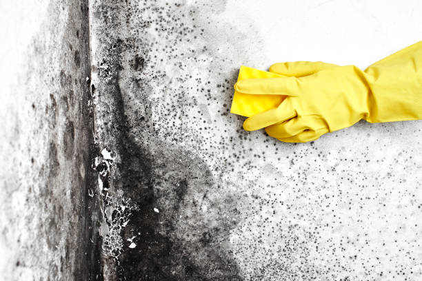 Reliable Libertyville, IL Mold Remediation Solutions
