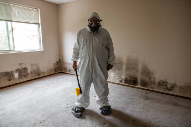 Best Attic Mold Remediation in Libertyvle, IL